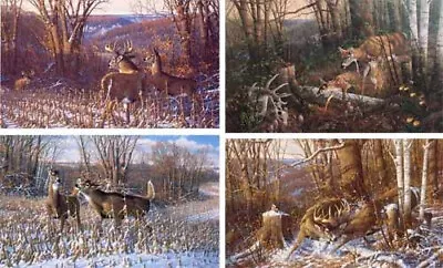 Oak Ridge Series - 4 Prints - Whitetail Deer - By Michael Sieve S/N #1523/6327 • $799