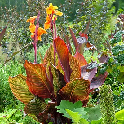 Canna 'Tropicanna'. 9cm Plant X 2. Canna Lily. Exotic Plant. Orange Flowers • £29.95