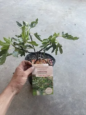 Little Miss Figgy Fig Tree - Ficus Carica - Fully Mature 1gallon Plant • $18.99