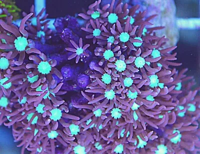 Purple Star Polyp GSP Soft Coral Frag Beginner Live Marine Frags Corals Reef • £16.99