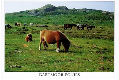 2000s UK Postcard - Dartmoor Ponies Devon • £1.50