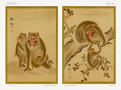 12125.Decor Poster.Room Wall Art.Home Interior Vintage Design.Japanese Monkeys • $60