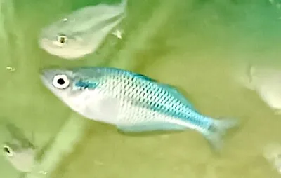 Blue Turquoise Rainbow Fish Melanotaenia Lacustris 3cm X 2 • £10