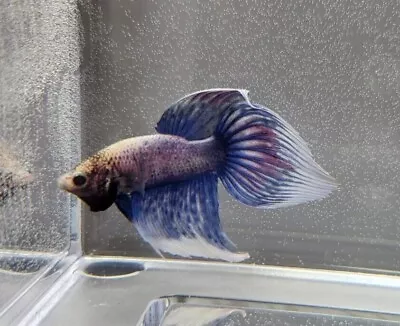 Live Male Betta Fish - Blue Butterfly Veiltail • $14