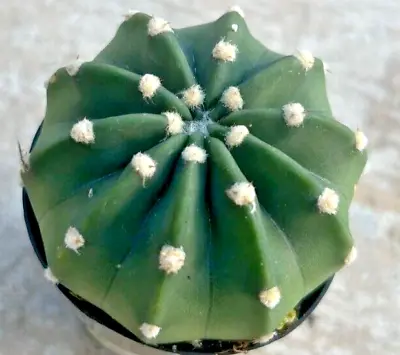 Echinopsis Subdenudata 'Easter Lily Cactus' Domino Comes In A 2.5  Pot • £9.30