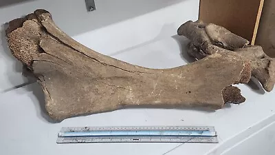 Fossil Mammoth Leg Bone Femur Tibia And Vertebrae  • $750