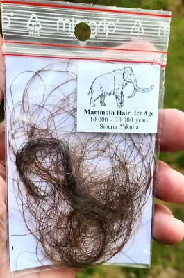 Mammoth Hair - LARGE CLUMP !  Mammoth Primigenius 10000 - 30000 Yrs Siberia • $59.99