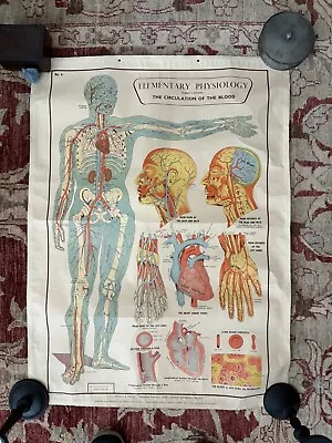 E.J. Arnold & Son Ltd. Vintage Educational Physiology Poster • $185