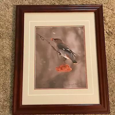 Thomas Mangelsen  Winter's Gift - Bohemian Waxing   Bird Photo • $80