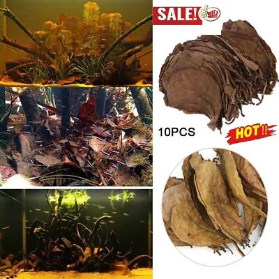 Indian Almond Catappa Leaves Fish Aquarium Improve Water Quality J2N4 • $6.82