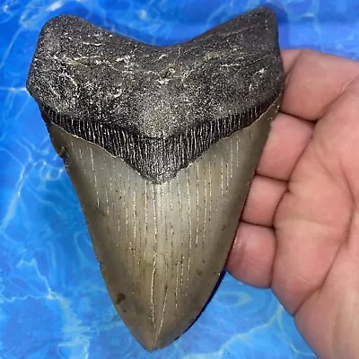 Megalodon Shark Tooth 5.00” Huge Teeth Meg Scuba Diver Direct Fossil Nc 2907 • $70.50