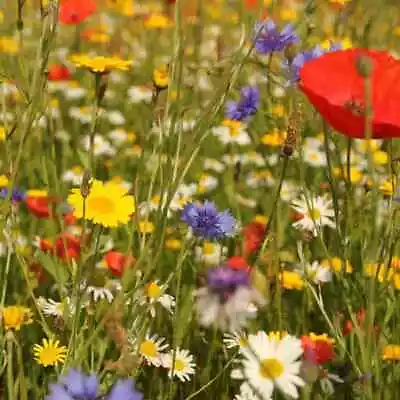 100% Wild Flower Seeds Scented  NO GRASS Bee Butterfly Mix Meadow Garden Seed UK • £29