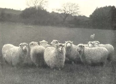 SHEEP. Group Of Dartmoor Sheep 1912 Old Antique Vintage Print Picture • $11.20