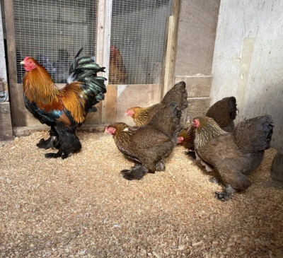 £12 • Buy 6 Bantam Brahma Gold And Blue Partridge Hatching Eggs   Incubation