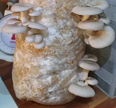 Mushroom Growing Kit | Straw Log | Edible Winter Oyster | XL  1M Long Easy & Fun • £13.50