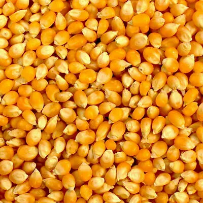 £5.99 • Buy  NATURAL Popcorn Pop Corn Maize Seeds Raw Popping Kernels, Popcorn Machine
