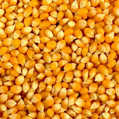£5.99 • Buy  NATURAL Popcorn Pop Corn Maize Seeds Raw Popping Kernels, Popcorn Machine