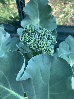 BROCCOLI Green Sprouting CALABRESE Heritage 60 HEIRLOOM Seeds QLD Climatized • $5.95