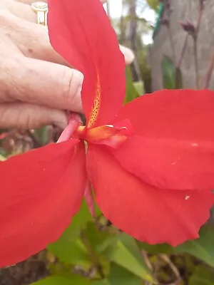 Canna LILY  TROPICAL Red   Rubby  With Pretty Yellow Streak  X 10 Viable Seeds • $4.20