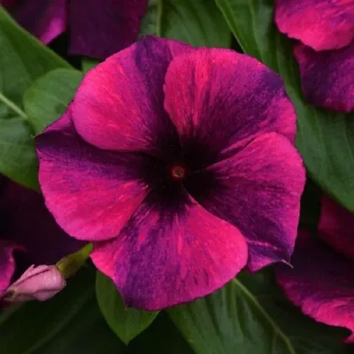 Vinca Seeds Vinca Tattoo Black Cherry F1 Seeds 25 Seeds • $5.75