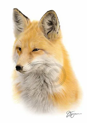 £9.99 • Buy RED FOX Colour Pencil Drawing Print A4 / A3 Signed By UK Artist Artwork