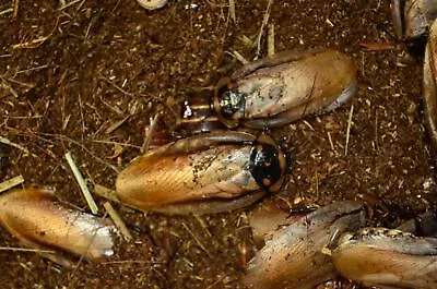 10 Pantanal Roaches - Eublaberus Sp.  Pantanal  - Live Pet Feeder Insect • $30