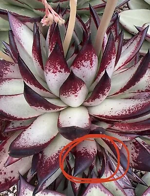 Echeveria Agavoides Ebony ( M-white-red) 1 X Pup Rare Succulent29/09/2023 • $88