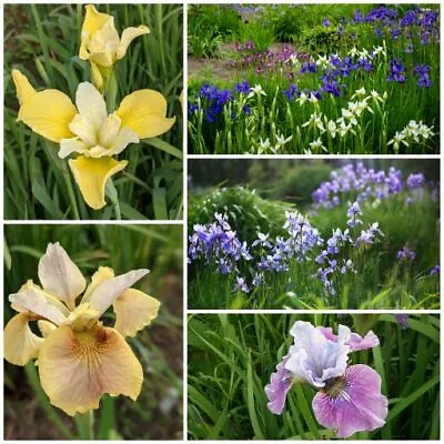 £14 • Buy Iris Sibirica  - Siberian Iris Mixed - 3 Different Iris - Cottage Garden Plant