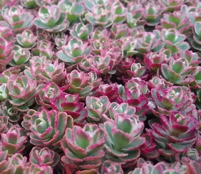 Sedum Spurium Tricolour Variegated  1cm Diameter🏵️ Cutting Succulent • $3