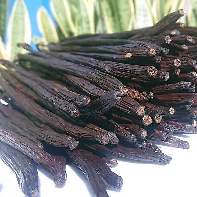 Gourmet Vanilla Beans 6 -9  Long Vanilla Pods Vanilla Miracle Premium NEW CROP • $12