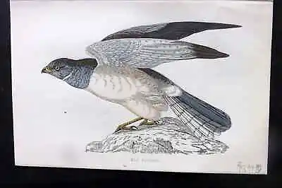 £18 • Buy Morris 1860s Hand Col Bird Print. Hen Harrier