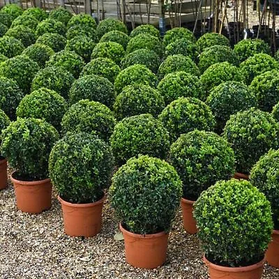 Buxus Sempervivum Ball In 23cm Nursery Pot Plus Biscotti Planter Evergreen Shrub • £34.99