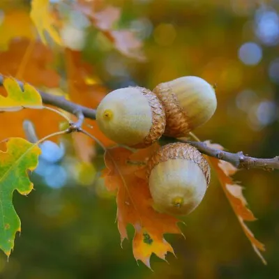 Red/White/Pin/Sawtooth Oak Acorns Seeds Oct 23 Harvest Seed Planting SZ: 10-100 • $4