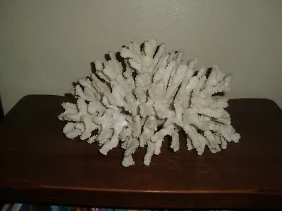 Natural Large White Coral • $76