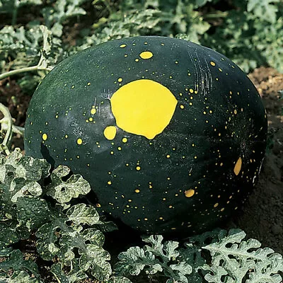 Moon & Stars Watermelon Seeds | Non-GMO | Free Shipping | Seed Store | 1042 • $3.59