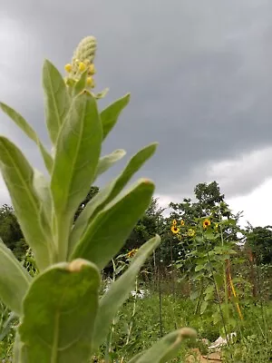 250 Mullein Seeds Verbascum Thapsus Medicinal Respiratory Herb Non-GMO • $1.95