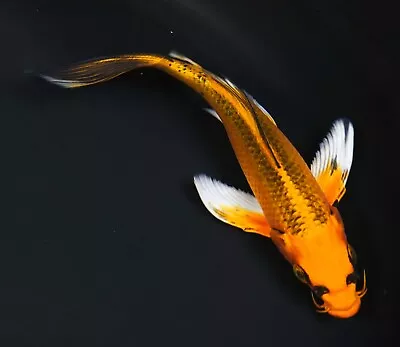 Live Koi Fish 7-8  Yellow Matsuba Butterfly Koibay • $65