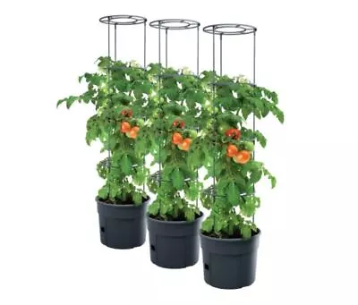 Tomato Grower Pot Planter Growing Set Support Home Garden Indoor Outdoor UK 12L • £12.99