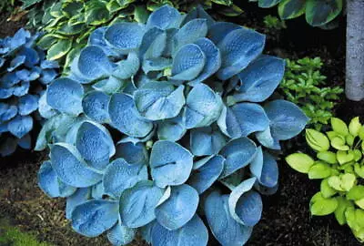 £14 • Buy Hosta Love Pat AGM Medium Growing Hosta Plant Sent Out In 2L Pot Or Bareroot.