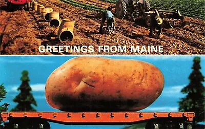 $4.55 • Buy Postcard Potato Harvest Maine 