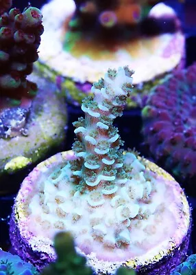 Aqua Rainbow Acropora Zoanthids Paly Zoa SPS LPS Corals WYSIWYG • $4.99