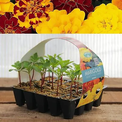 Plug Plants - Marigold French Fancy - 20 Plants Per Tray • £27.99