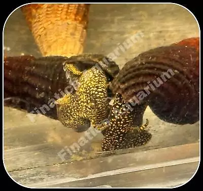 One Yellow Spotted Rabbit Snail • $9.99