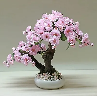 $3.25 • Buy 10 Seeds Pink Japanese Maple Tree House Plant HULLED SEEDS !!!
