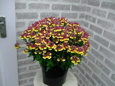 6 X Nemesia Rhubarb & Custard Large Plug Plants Highly Scented Lovely Colours • £6.99