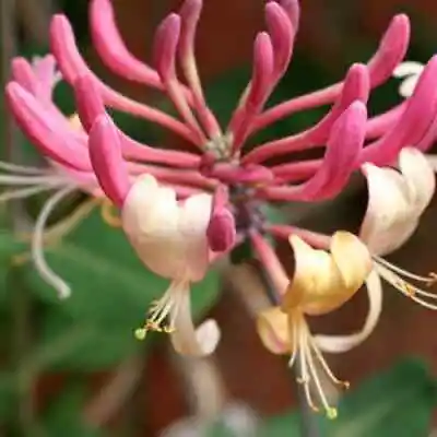 £9.99 • Buy Honeysuckle Lonicera Repens, 9cm Pot Climbing Plant, Purple-white Flowers