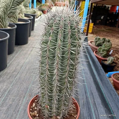 A7260 PACHYCEREUS PRINGLEI VERY OLD Pot 22 Cm H 42 Cm W 13 Cm MaMa Cactus • $200