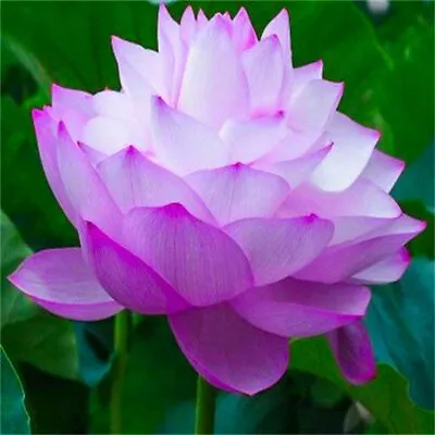 Indian Purple Lotus/Water Lily Flower/Bonsai Lotus/Ponds / Bow/5 Fresh Seeds • £3.95