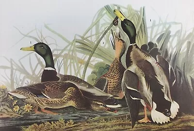 Mallard Duck 1942 Lithograph Book Print Audubon Birds White Ibis Crayfish • $14.59