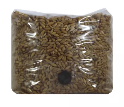 Whole Oats Mushroom Substrate (3 Quart Bag!) • $22